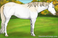 Horse Color:Buckskin Pearl Dun Splash Rabicano