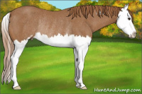 Horse Color:Chestnut Sabino Splash Rabicano
