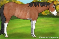Horse Color:Bay Sabino Rabicano