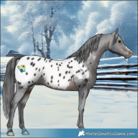 Horse Color:Brown Appaloosa 