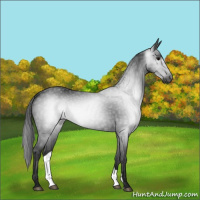 Horse Color:Gray Black Varnish Rabicano 