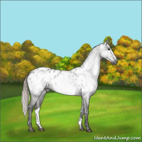 Horse Color:Gray Silver Black Ice Near Leopard