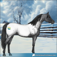 Horse Color:Blue Roan Appaloosa 