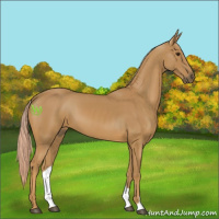 Horse Color:Palomino 