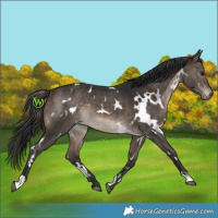 Horse Color:White Spotted Brown Dun 