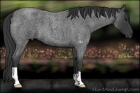 Horse Color:Blue Roan 