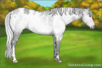 Horse Color:Gray White Spotted Silver Classic Champagne Chinchilla 