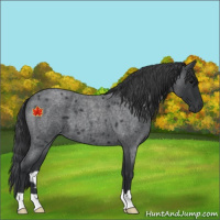 Horse Color:Blue Roan