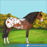 Horse Color:Bay Appaloosa 