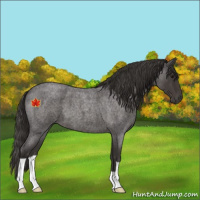 Horse Color:Smoky Blue Roan