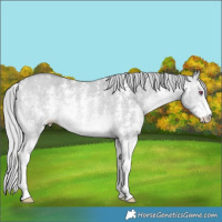 Horse Color:Silver Bay Chinchilla Dun Sabino 
