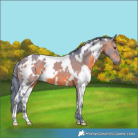 Horse Color:Watercolor White Spotted Bay 