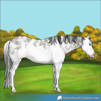 Horse Color:Grullo Sabino Splash 