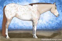 Horse Color:Amber Champagne Dun Sabino Blanket 