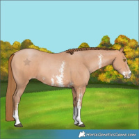 Horse Color:Bay Pearl Sabino