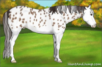 Horse Color:Brown Dun Splash Appaloosa 
