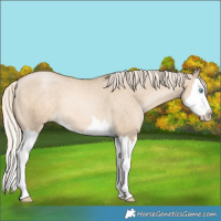 Horse Color:Chocolate Palomino Pearl Dun Splash