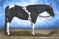 Horse Color:Black Tobiano 