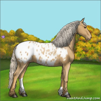Horse Color:Palomino Appaloosa 