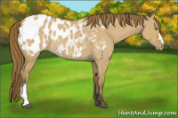 Horse Color:Buckskin Roan Dun Blanket Rabicano 