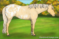 Horse Color:Palomino Roan Blanket 
