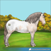 Horse Color:Amber Champagne Appaloosa 