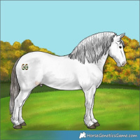 Horse Color:White Spotted Blue Roan Splash Frame Appaloosa 