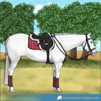 Horse Color:White Spotted Black Frame Appaloosa 