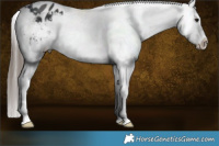 Horse Color:Black Splash Appaloosa 