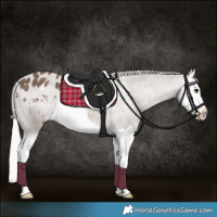 Horse Color:Silver Black Splash Appaloosa 