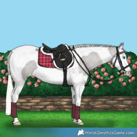 Horse Color:Silver Black Splash Tobiano Blanket 