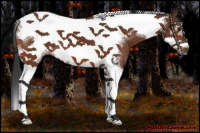 Horse Color:Bay Tobiano Frame 