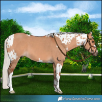 Horse Color:Silver Bay Dun Sabino Tobiano Appaloosa and Silver Bay Dun