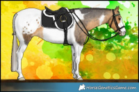Horse Color:Buckskin Tobiano Appaloosa