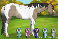 Horse Color:Smoky Grullo Tobiano Rabicano
