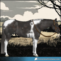 Horse Color:Liver Chestnut Tobiano 