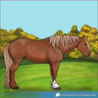 Horse Color:Chestnut Sabino