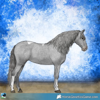 Horse Color:Black Tobiano Appaloosa 