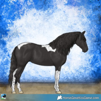 Horse Color:Smoky Black Tobiano 
