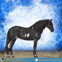 Horse Color:White Spotted Smoky Black Rabicano