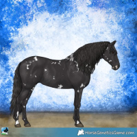 Horse Color:White Spotted Smoky Black Rabicano 