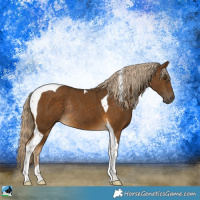 Horse Color:Chocolate Palomino Tobiano Rabicano 