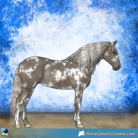 Horse Color:White Spotted Silver Smoky Black Rabicano