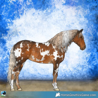 Horse Color:White Spotted Chocolate Palomino Rabicano
