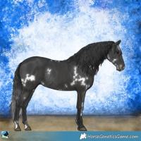 Horse Color:White Spotted Black Rabicano 