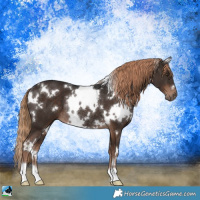 Horse Color:White Spotted Liver Chestnut Rabicano 