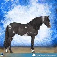 Horse Color:White Spotted Smoky Black Frame Rabicano