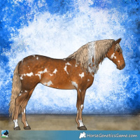 Horse Color:White Spotted Chocolate Palomino Rabicano 