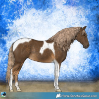 Horse Color:Chocolate Palomino Tobiano Rabicano 