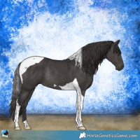 Horse Color:Smoky Black Tobiano Rabicano 